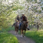 Horseback Ride On Trails