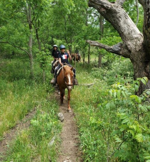 Horseback riders on path in forest