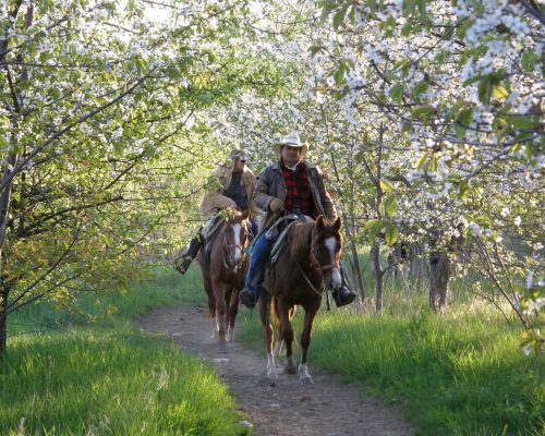 Trail riders riding next to spring blossoms