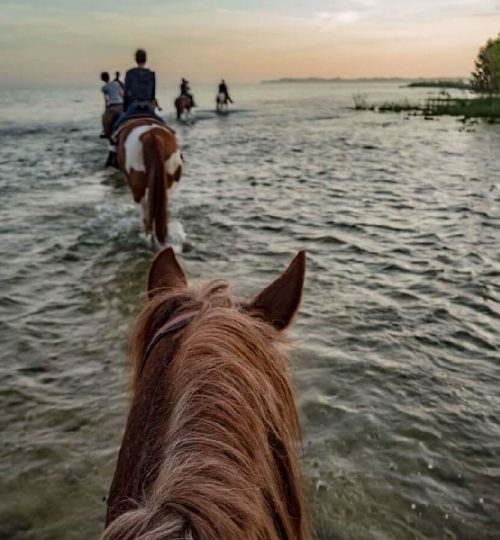 horses-in-water